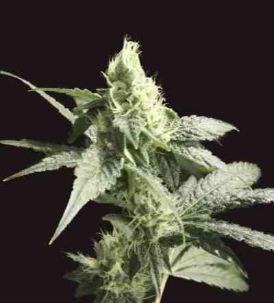 Golden Haze > The Devil's Harvest Seed Company