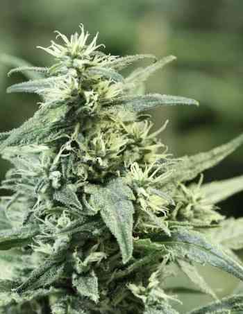 Golden Haze > The Devil\'s Harvest Seed Company | Graines Féminisées  |  Sativa