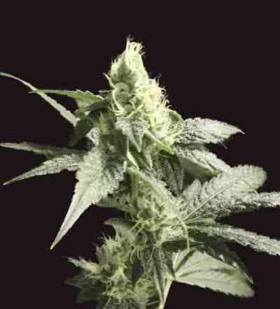 Golden Haze > The Devil\'s Harvest Seed Company | Semillas feminizadas  |  Sativa