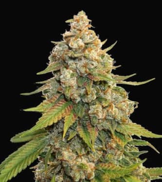 Golden Lemon Haze > Seed Stockers | Semillas feminizadas  |  Sativa