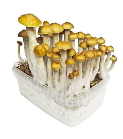 Culture de champignons hallucinogène Golden Teacher de Setnatur- Alchimia  Grow Shop