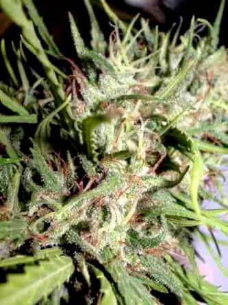 Golden Tiger > ACE Seeds | Feminized Marijuana   |  Sativa