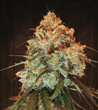 Golden Tiger > ACE Seeds | Feminized Marijuana   |  Sativa