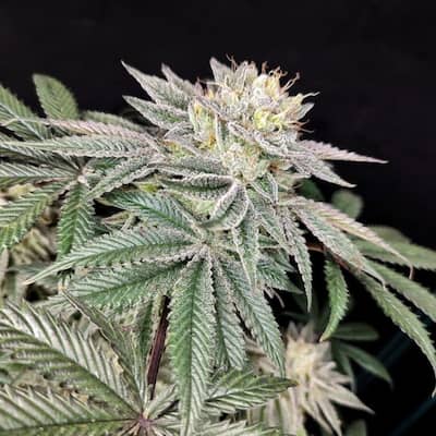 Golden Truffle 5