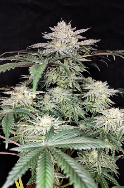 Golden Truffle Samen > Pure Instinto | Feminisierte Hanfsamen  |  Hybrid