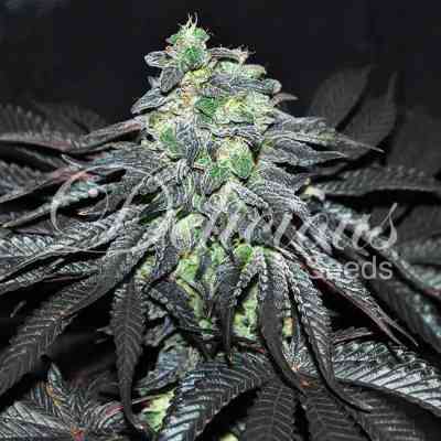 Golosa Samen > Delicious Seeds | Feminisierte Hanfsamen  |  Indica