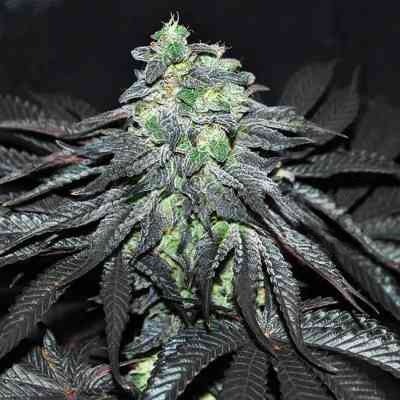 Golosa graines > Delicious Seeds | Graines Féminisées  |  Indica