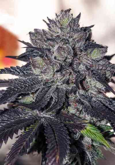 Gordo Master Kush > Positronics | Feminized Marijuana   |  Indica