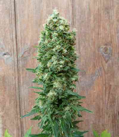 Gordo Master Kush > Positronics | Feminized Marijuana   |  Indica