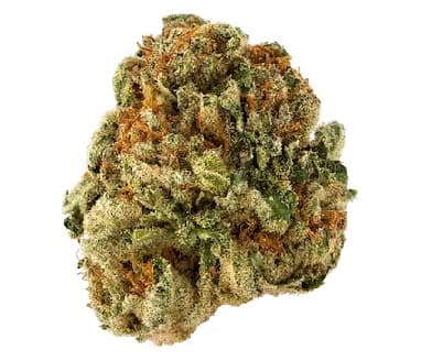 Banana Gorilla > Bulk Seeds | Feminized Marijuana   |  Indica