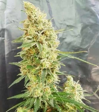 Gorilla Banana > BSF Seeds | Semillas feminizadas  |  Híbrido