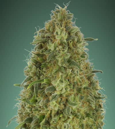 Gorilla Blue > Advanced Seeds | Feminized Marijuana   |  Indica