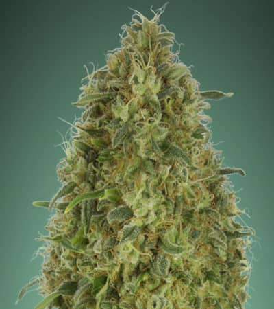 Gorilla Blue > Advanced Seeds | Semillas feminizadas  |  Índica