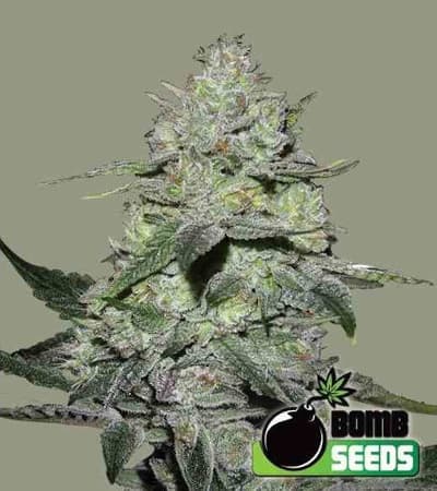 Gorilla Bomb > Bomb Seeds | Feminisierte Hanfsamen  |  Hybrid