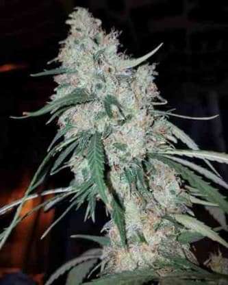 Gorilla Bomb > Bomb Seeds | Semillas feminizadas  |  Híbrido