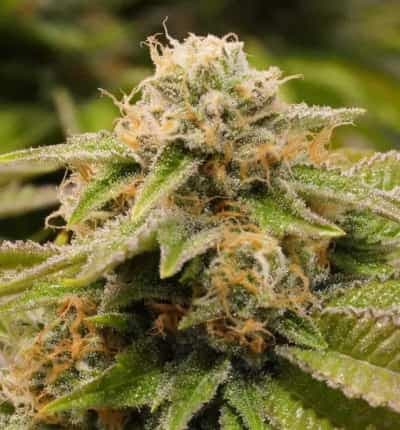 Gorilla Breath > Humboldt Seed Organization | Feminized Marijuana   |  Indica