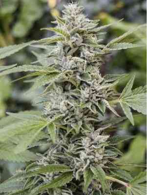 Gorilla Candy Seed > Eva Female Seeds | Feminized Marijuana   |  Indica