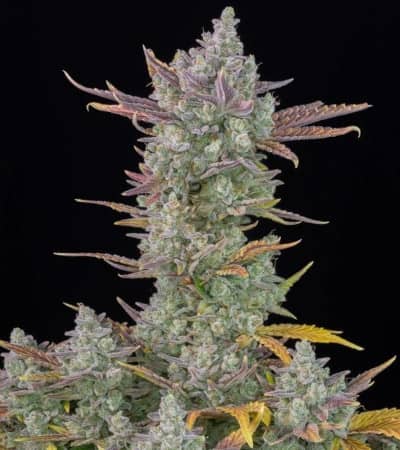 Gorilla Cookies Auto > Fast Buds Company | Autoflowering Cannabis   |  Indica