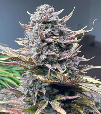 Gorilla Cookies Auto > Fast Buds Company | Autoflowering Cannabis   |  Indica