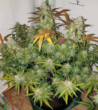 Gorilla Cookies Auto > Fast Buds Company | Semillas autoflorecientes  |  Índica