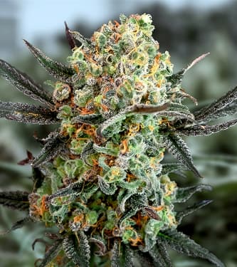Gorilla Cookies Auto > High Speed Buds | Autoflowering Cannabis   |  Indica