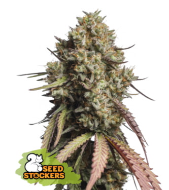 Gorilla Cookies Auto > Seed Stockers | Autoflowering Cannabis   |  Hybrid