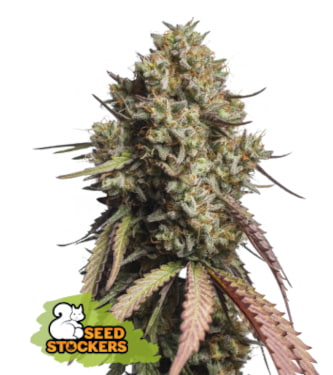 Gorilla Cookies Auto > Seed Stockers | Semillas autoflorecientes  |  Híbrido