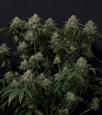 Gorilla Cookies Fast Flowering > Fast Buds Company | Feminized Marijuana   |  hybrid