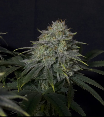 Gorilla Cookies Fast Flowering > Fast Buds Company