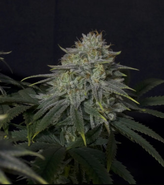 Gorilla Cookies Fast Flowering > Fast Buds Company | Graines Féminisées  |  Hybride