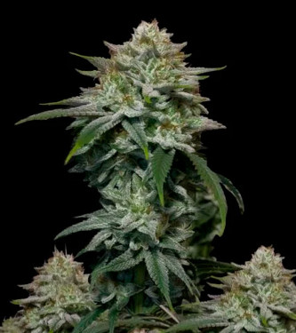 Gorilla Cookies Fast Flowering > Fast Buds Company | Graines Féminisées  |  Hybride