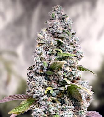 Gorilla Cookies Fast > High Speed Buds | Feminisierte Hanfsamen  |  Indica