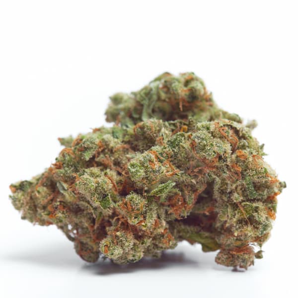 Gorilla Cookies Samen > Growers Choice | Feminisierte Hanfsamen  |  Indica