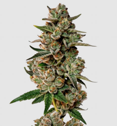 Gorilla Cookies Samen > Growers Choice | Feminisierte Hanfsamen  |  Indica