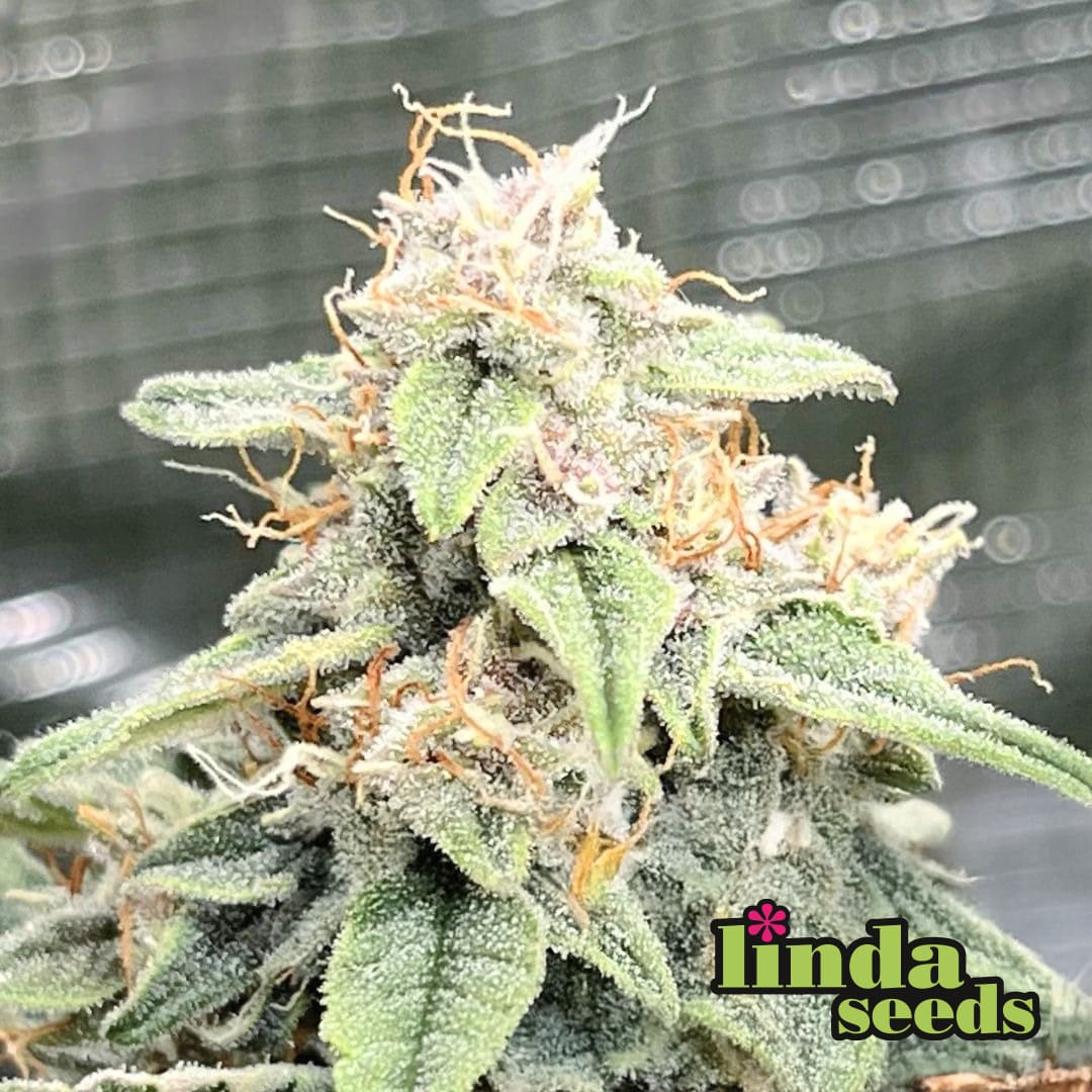 Gorilla Cookies > Linda Seeds | Feminized Cannabis   |  Indica