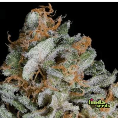 Gorilla Cookies graines > Linda Seeds | Graines Féminisées  |  Indica