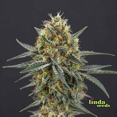 Gorilla Cookies Feminisiert (Linda Seeds)
