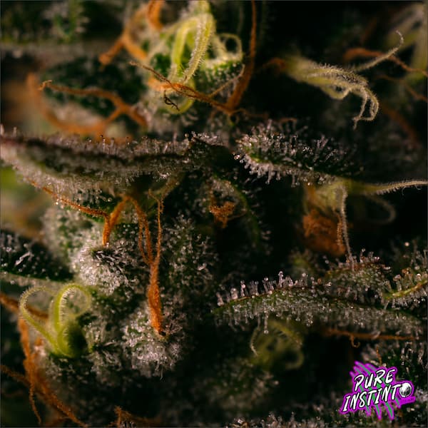 Gorilla Cookies semilla > Pure Instinto | Semillas feminizadas  |  Índica