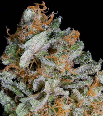 Gorilla Cookies > Linda Seeds | Feminisierte Hanfsamen  |  Indica