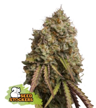Gorilla Cookies > Seed Stockers | Feminized Marijuana   |  hybrid