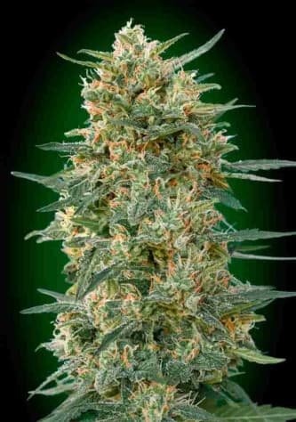 Gorilla Fast > 00 Seeds Bank | Graines Féminisées  |  Indica