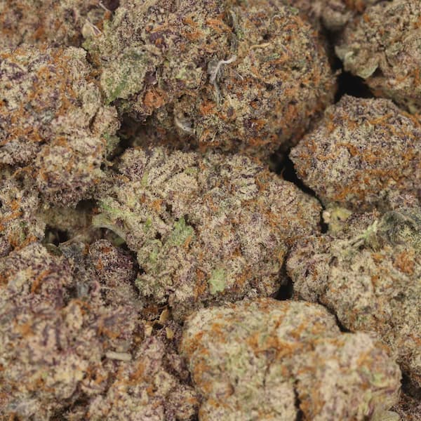 Gorilla Fire graines > Bulk Seeds | Graines Féminisées  |  Hybride
