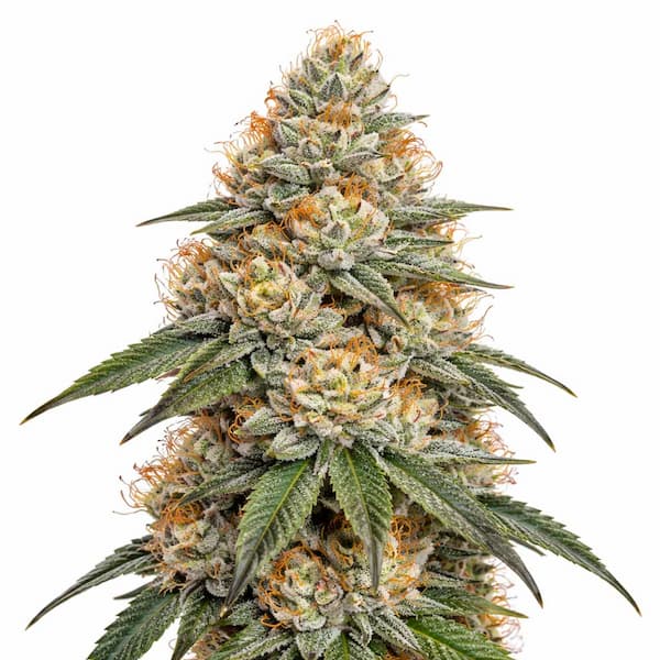 Gorilla Fire graines > Bulk Seeds | Graines Féminisées  |  Hybride
