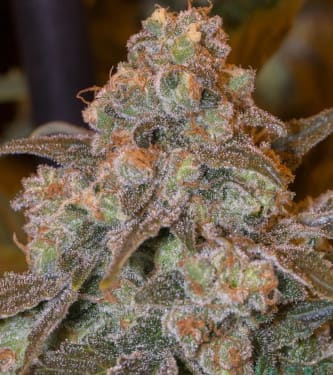 Gorilla Frost > Silent Seeds | Cannabis seeds recommendations  |  TOP 10 Feminized