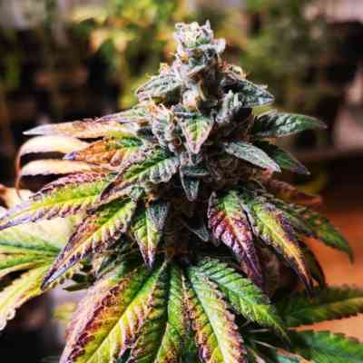 Gorilla G #4 Seed > Blim Burn Seeds | Feminized Marijuana   |  hybrid