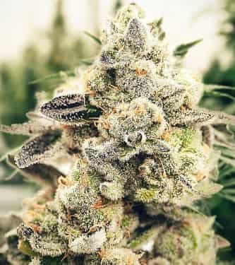 Gorilla Ghost strain >>> BSF Seeds ▷▷▷ THC > 20%