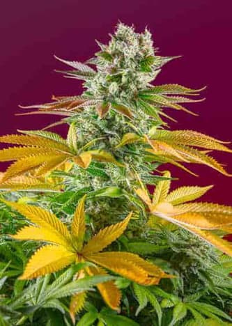 Gorilla Girl F1 Fast Version Samen > Sweet Seeds | Feminisierte Hanfsamen  |  Hybrid