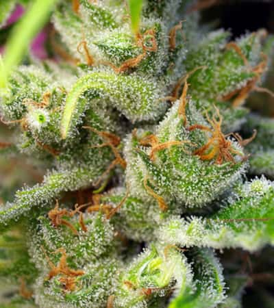 Gorilla Girl > Sweet Seeds | Semillas feminizadas  |  Sativa