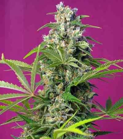 Gorilla Girl > Sweet Seeds | Semillas feminizadas  |  Sativa