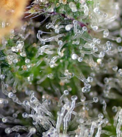 Gorilla Girl > Sweet Seeds | Semillas feminizadas  |  Sativa